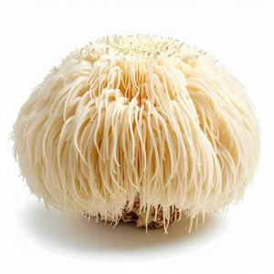 Lion's Mane